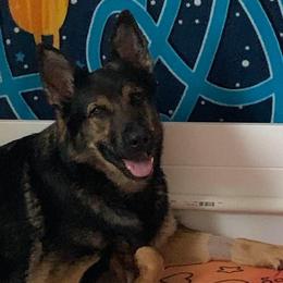 Matja - German Shepherd