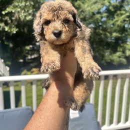 Cooper - Brown male Poodle puppy in Titus, Alabama from Paws & Kisses