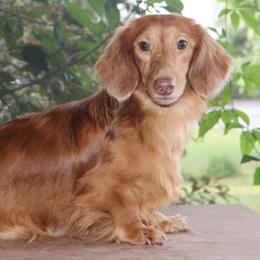 Max - Dachshund