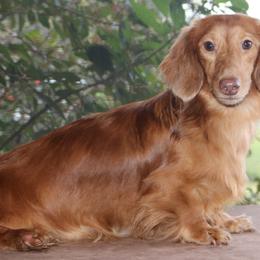Max - Dachshund
