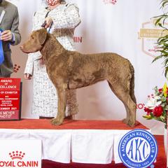Zap - Chesapeake Bay Retriever