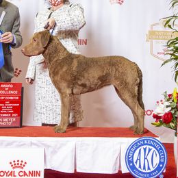 Zap - Chesapeake Bay Retriever