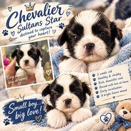Chevalier Sultans Star - Black and white male Shih Tzu puppy in Spartanburg, South Carolina from SULTAN STAR