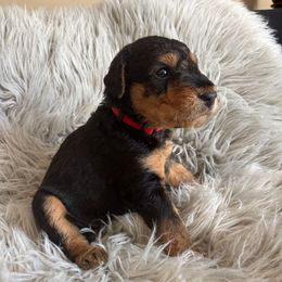 Walda - Black and tan female Airedale Terrier puppy in Huntersville, North Carolina from Cool Hand Luke Kennels