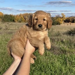 Golden Retriever Puppies from Johnson's Red