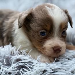 Oliver - Red merle male Toy Australian Shepherd puppy in Ambrose, Georgia from Brandilyn's Aussies