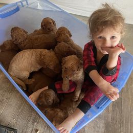 Goldendoodle Puppies from Penny Doodles VA