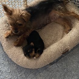 Yorkshire Terrier Puppies from Cindy's Yorkshire Terriers