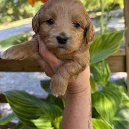 Merritt - Apricot female Goldendoodle puppy in Wiggins, Mississippi from Hall Family Doodle Ranch