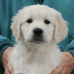 Golden Retrievers from Tigana Golden Retrievers