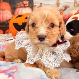 Peach - Apricot female Cavapoo puppy in Dickerson, Maryland from Pawsome Aussie Doodles and Oodles
