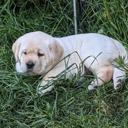Labrador Retriever puppies from SciFi Labradors