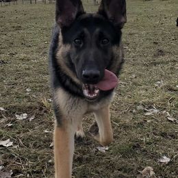 German Shepherds from Mjölnir German Shepherds