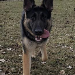 German Shepherds from Mjölnir German Shepherds