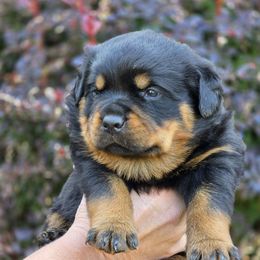 Romeo - Black and mahogany male Rottweiler puppy in Cottage Grove, Oregon from Divine Rottweilers