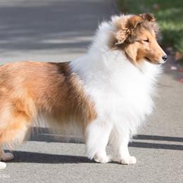 Betty - Shetland Sheepdog