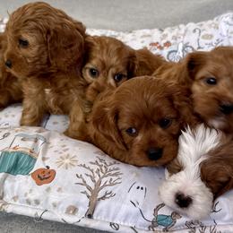 Cavapoo puppies from Sleeping Bear Kennels