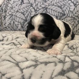 Cocker Spaniel Puppies from Hershey Sugar Rd Cockers