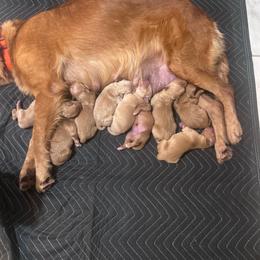 Boy 2 - Dark golden male Golden Retriever puppy in Lucedale, Mississippi from Goode LOVIN’ Retrievers