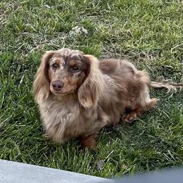 Bulldogs, Dachshunds, and Poodles from Short N' Sweet Ranch