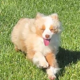Tito - Toy Australian Shepherd