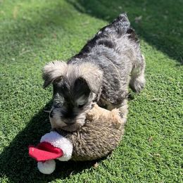 Miniature Schnauzer Puppies from CKM Miniature Schnauzers