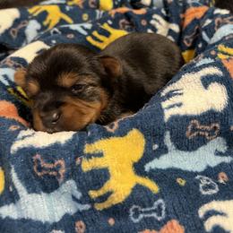 Yorkshire Terrier Puppies from Kathy's Yorkies