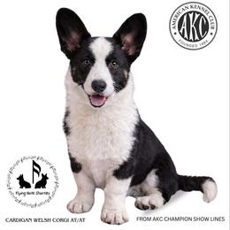 Ozzy - Cardigan Welsh Corgi