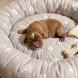 Lucas - Ruby male Cavalier King Charles Spaniel puppy in Pennsylvania from Julie's Cavalier King Charles Spaniels