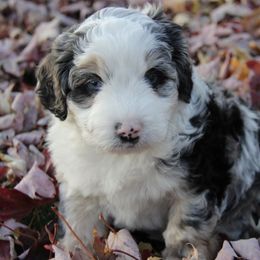 Aussiedoodle and Goldendoodle Puppies from Skyridge Doodles