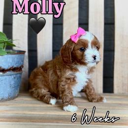 Molly - Red female Cavapoo puppy in Runaway Bay, Texas from Green Ranch Doodles