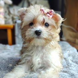 Companion Cross, Havanese, Mal-Shi, Maltese, Maltipoo, Morkie, and Shih Tzu Puppies from Seeking Shalom Acres Maltese, Maltipoos & Havamalts