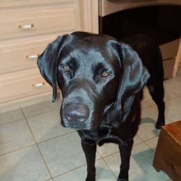 Marley - Labrador Retriever