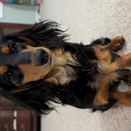 Basset Hounds and Dachshunds from Lindsey Smith