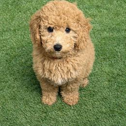 Toffee - Red  male Goldendoodle puppy in Boise, Idaho from Goldendoodle Baby