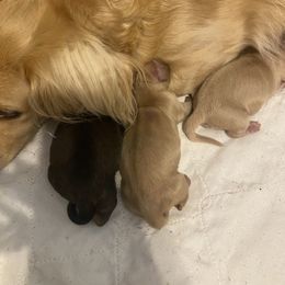 Puppy 2 - Cream male Dachshund puppy in Great Bend, Pennsylvania from Dashing Doxies
