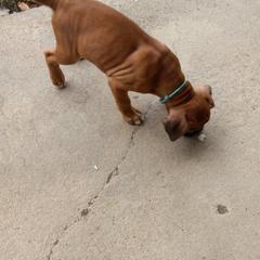 Boxer Puppies from Moody's Boxer's