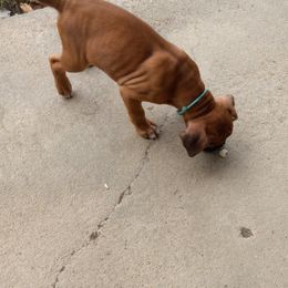 Boxer Puppies from Moody's Boxer's