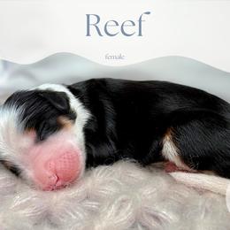 Reef - Tri-color female Bernedoodle puppy in Bowling Green, Ohio from Windy Creek Doodles