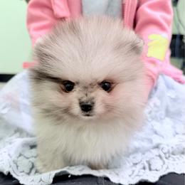 Confetti - Blue merle male Pomeranian puppy in Placer County, California from Lilmonster Pomeranians