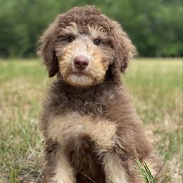 Cece - Bernedoodle