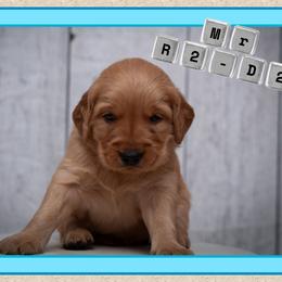R2D2 - Dark golden male Golden Retriever puppy in Driggs, Idaho from SK Golden Retrievers