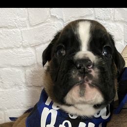 Boxer Puppies from Primo Amore Boxers