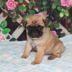 Juke - Fawn male Pug puppy in Tuscola, Illinois from Dream on puppies