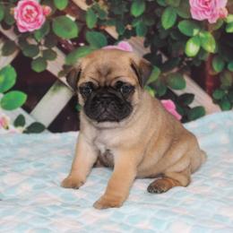 Juke - Fawn male Pug puppy in Tuscola, Illinois from Dream on puppies