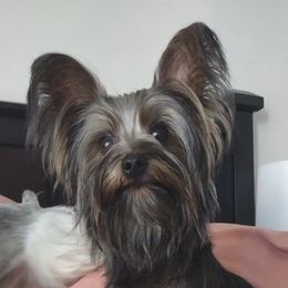 Yorkshire Terriers from MC Yorkies