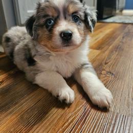 Sunny - Blue merle male Miniature Australian Shepherd puppy in Dunnellon, Florida from Ever After Mini Aussies