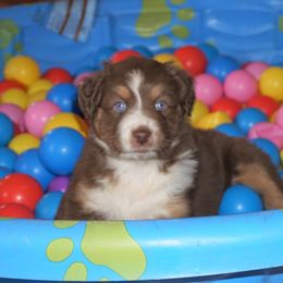 Australian Shepherd Puppies from Pole Canyon Australian Shepherds