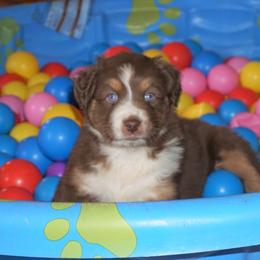 Australian Shepherd Puppies from Pole Canyon Australian Shepherds