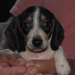 Male 4 - Piebald male Dachshund puppy in Harvard, Illinois from Lori's Cavalier King Charles Spaniels & Dachshunds